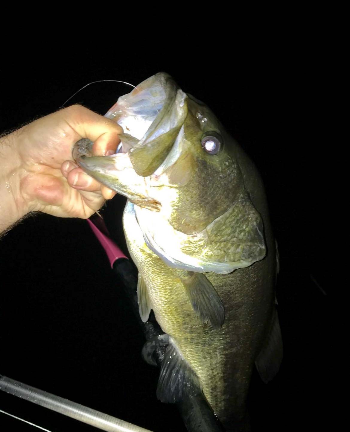 Late Summer Largemouth Bass - On The Water