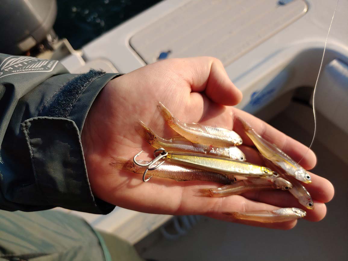 Bill Hurley Cape Cod Sand Eels -Canal Killer – Grumpys Tackle