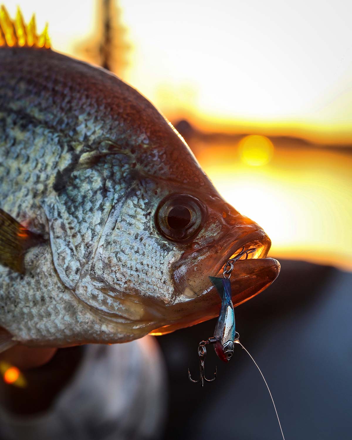 Late Fall Panfish: Crappie In The Cold - The Fisherman