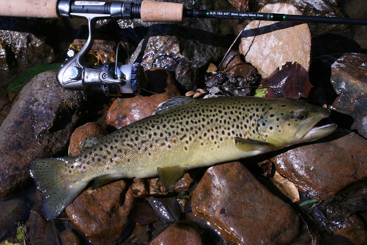A Fresh Focus: Fall Into Winter Trout - The Fisherman