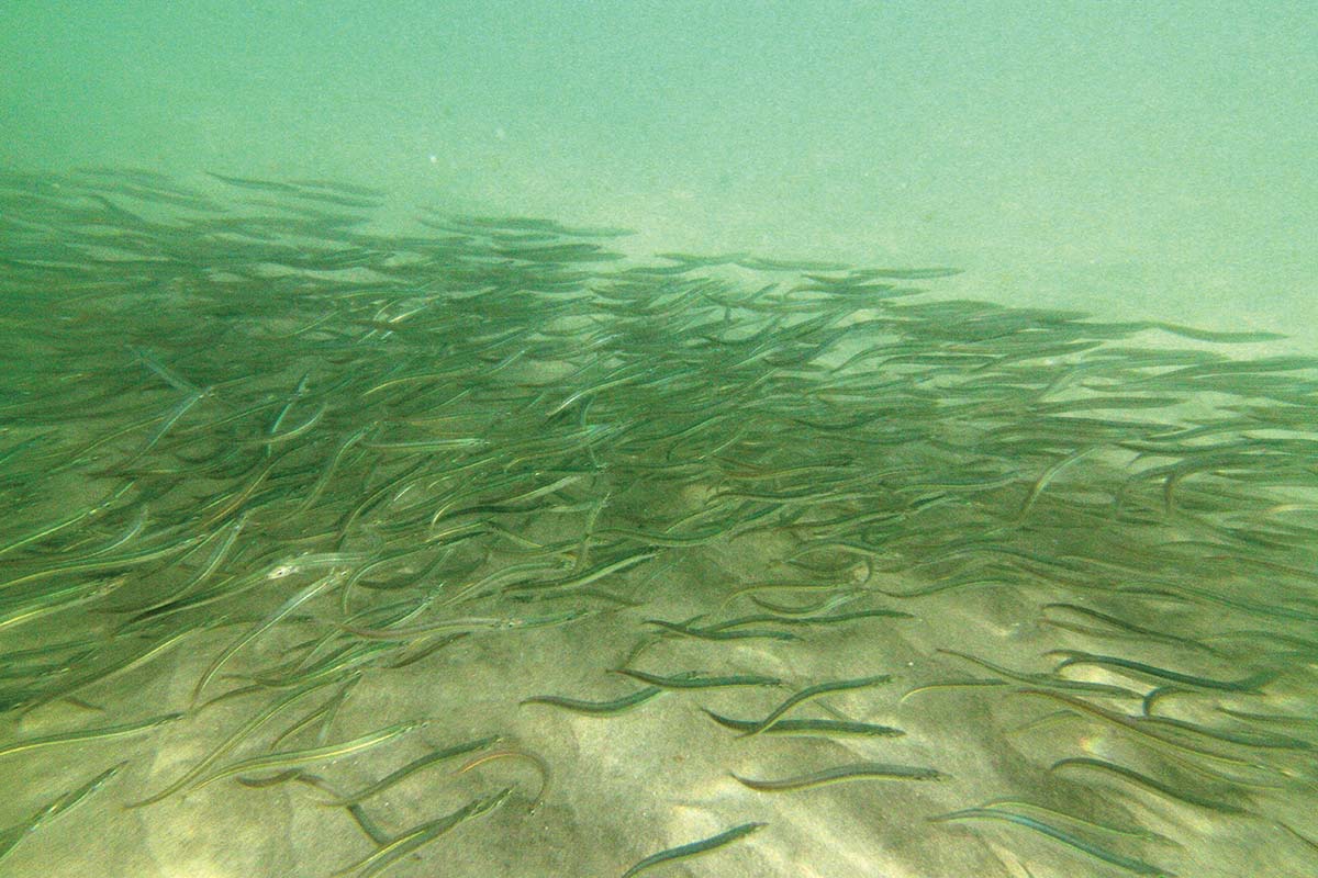 Sand Eels & Stripers: Will They, Or Won't They? - The Fisherman