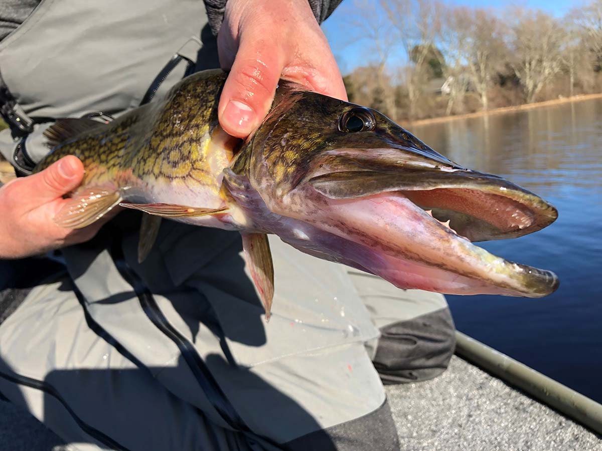 The Best Lures for Chain Pickerel - On The Water