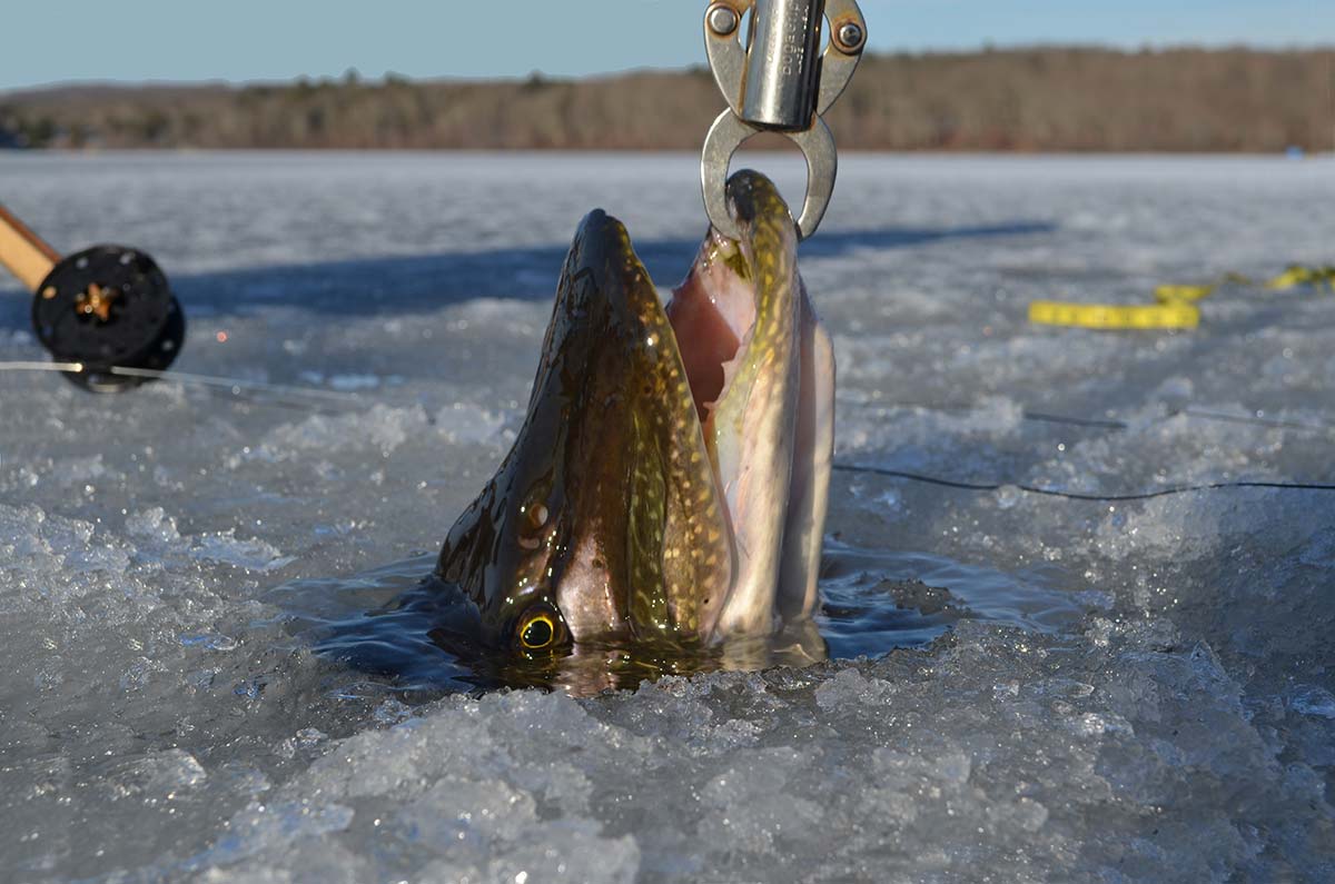 The Best Techniques for Catching Trophy Fish Through the Ice