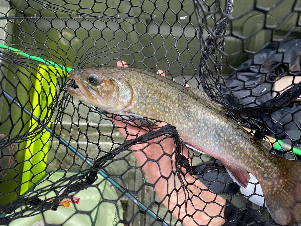 Scott's Species – rainbow trout, somewhere over the rainbow