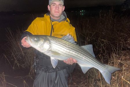 Striped Bass Fishing the Worm Hatch