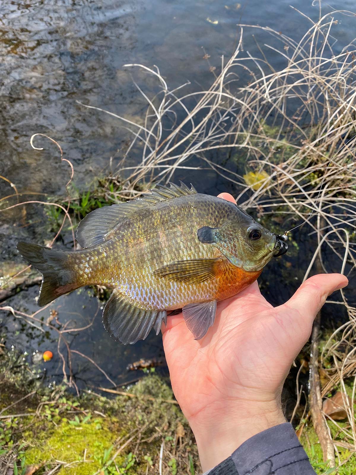 Fly Fishing For Bluegill: All You Need Know Catch Bluegill