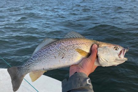 Dream Boat Fish Of The Month: Weakfish - The Fisherman