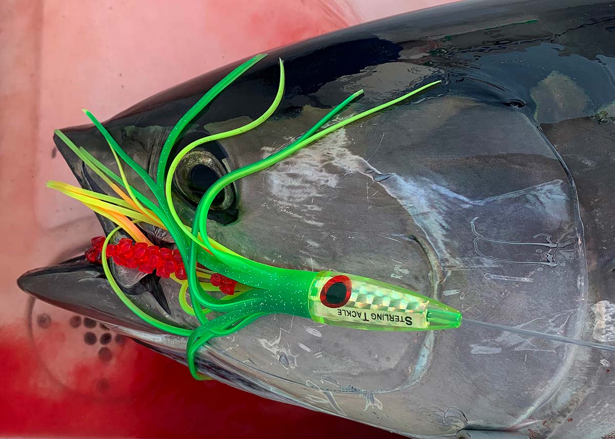 Shape, Size & Color: Planning Your Tuna Tracker Selection - The Fisherman