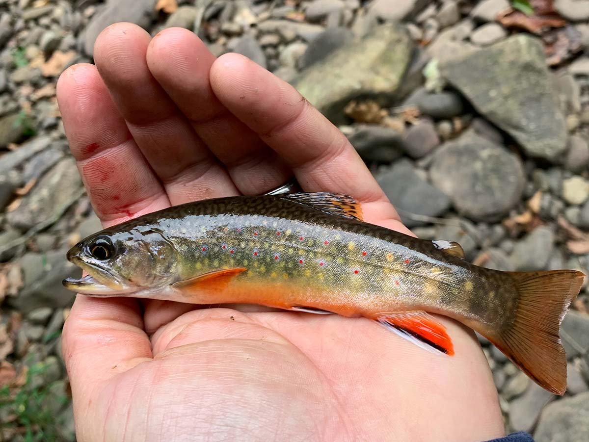 Freshwater: Native Brook Trout - The Fisherman