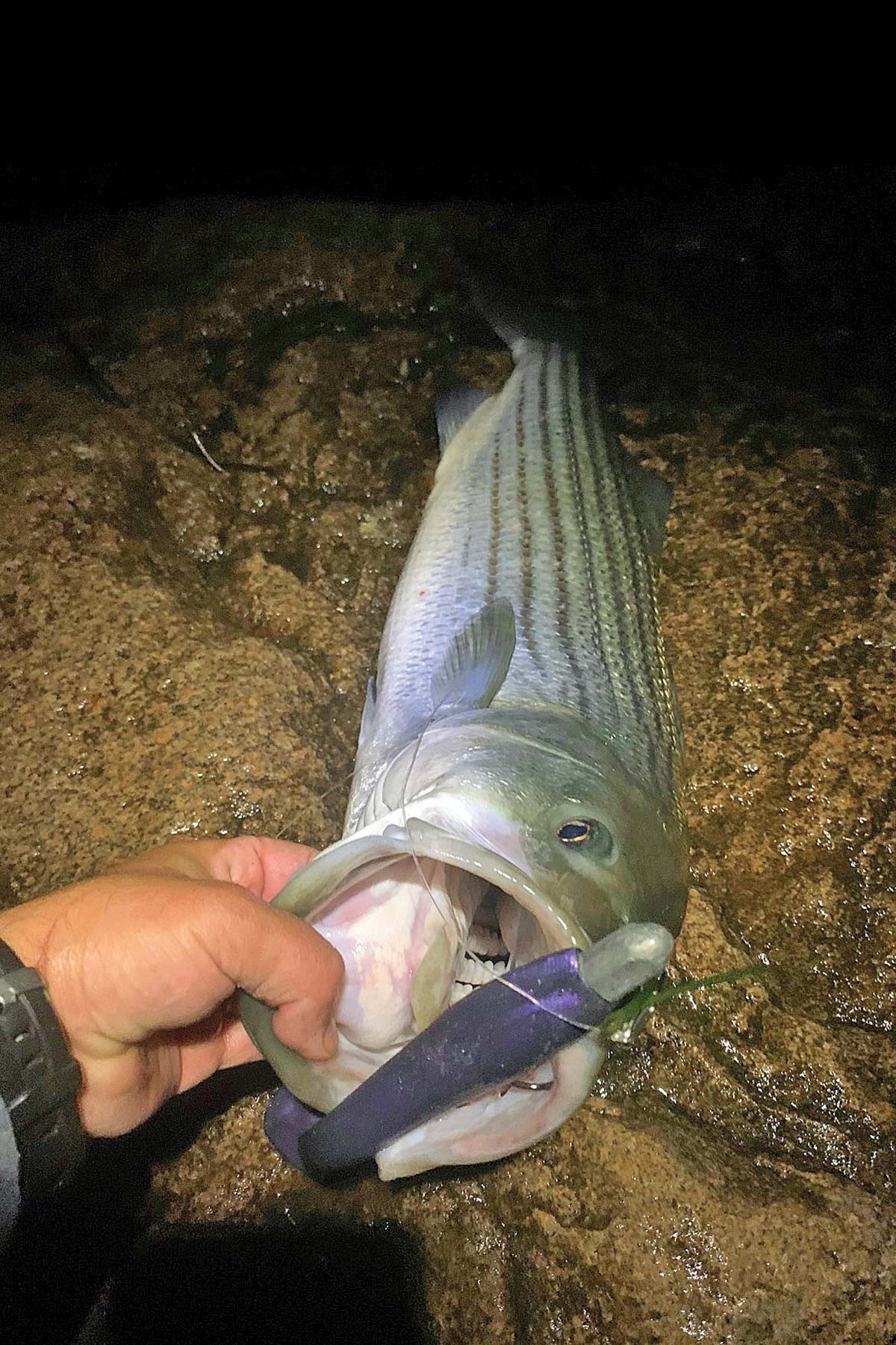 Rhode Island Striped Bass: NLBN (No Live Bait Needed) Paddle Tails
