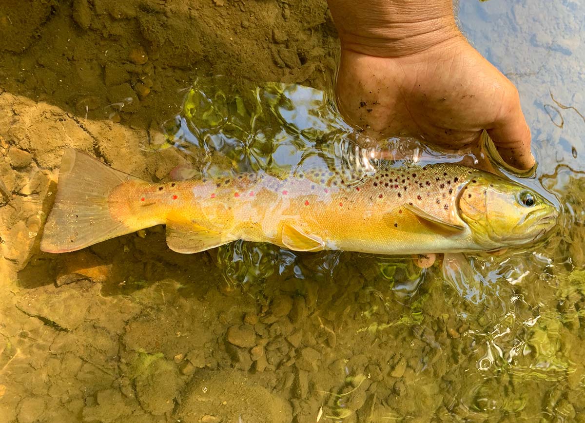 The Trout Zone: How To Fight Big Trout On a Fly Rod