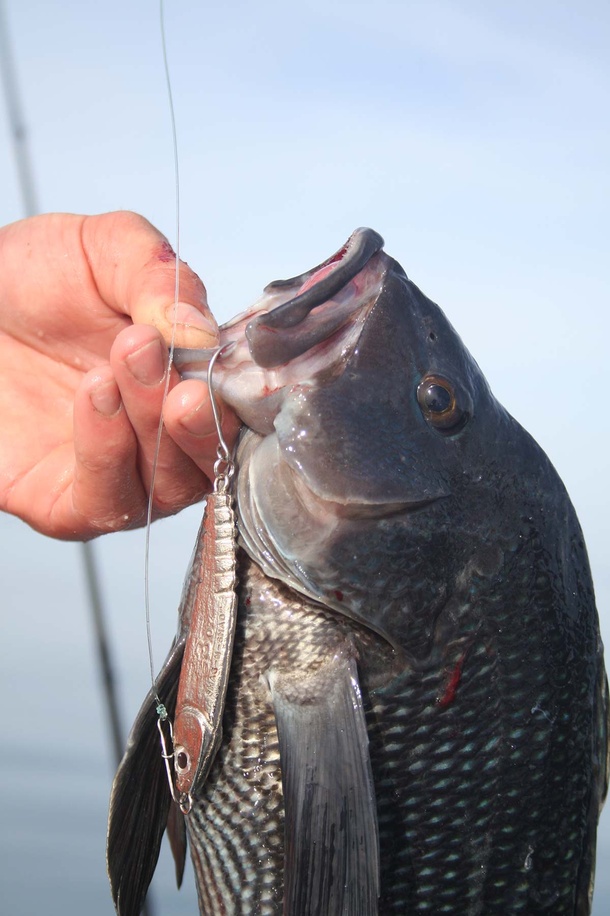 Southbound Selections: November's Black Sea Bass - The Fisherman