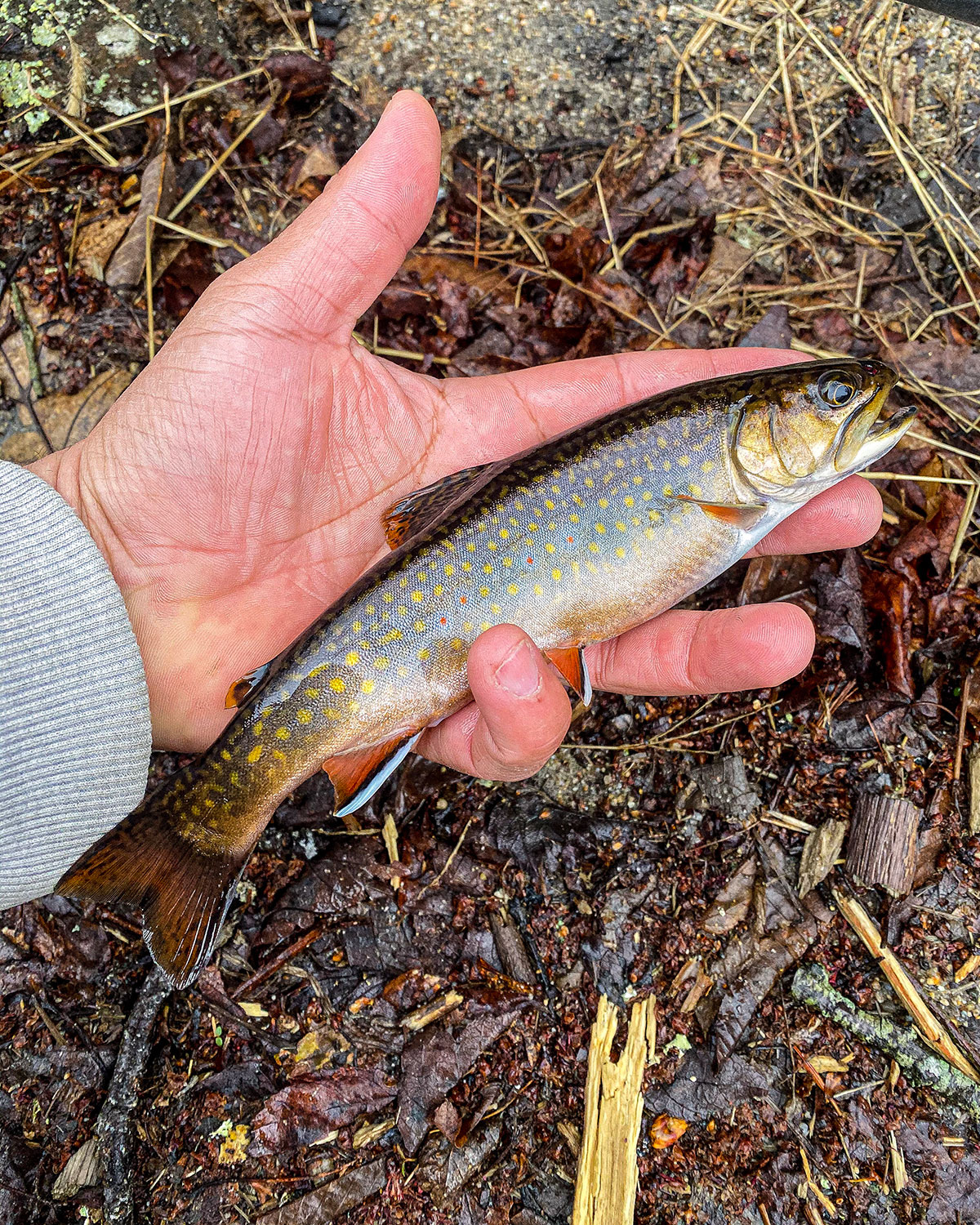 Wading Rivers: A Winter Spin On Trout - The Fisherman