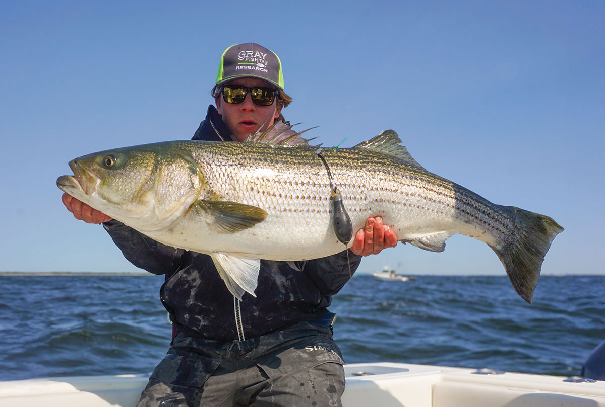Amazing run of big striped bass continues in Monmouth