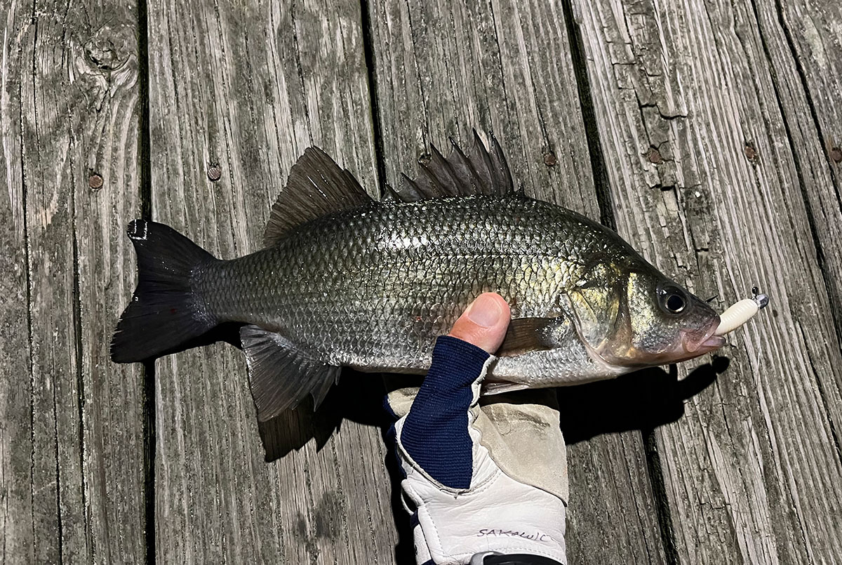 White Perch: Beating Cabin Fever - The Fisherman