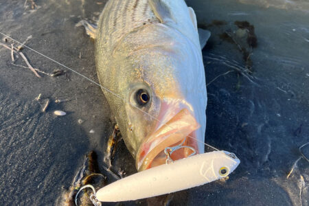 3 Reasons Artificial Lures Can Be Better Than Live Bait [Inshore
