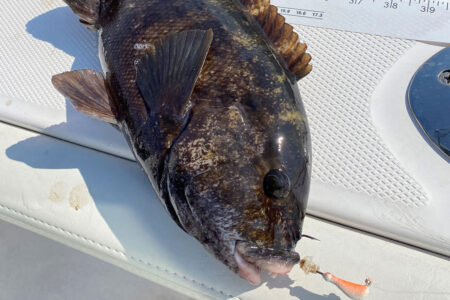 Inshore: Modern Blackfish Rigs - The Fisherman