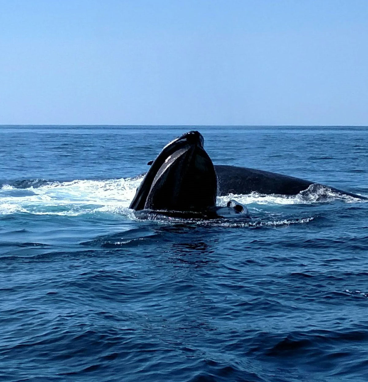 Whales-finback-feed